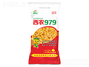 西農(nóng)979-小麥種子-金粒種業(yè)