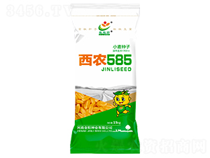 西農(nóng)585-小麥種子-金粒種業(yè)