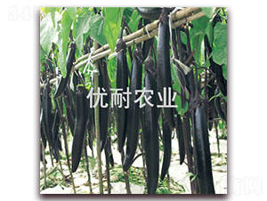 優(yōu)耐墨茄1013-茄子種子-優(yōu)耐農(nóng)業(yè)