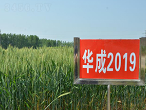 華成2019-小麥種子-華成