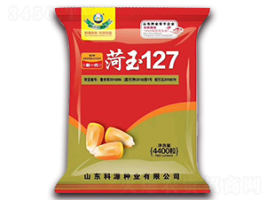 菏玉127-玉米種子-科源種業(yè)