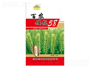 百農(nóng)矮抗58-小麥種子-碩豐