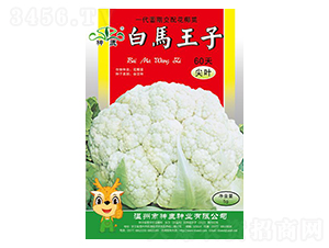 白馬王子60天-花椰菜種子-神鹿種業(yè)